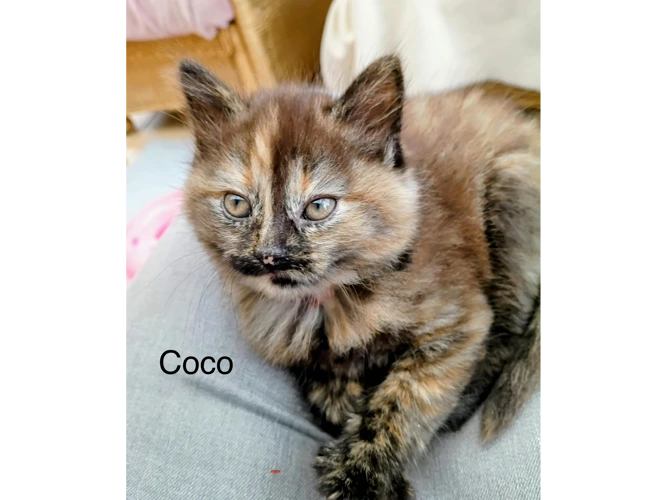 Coco