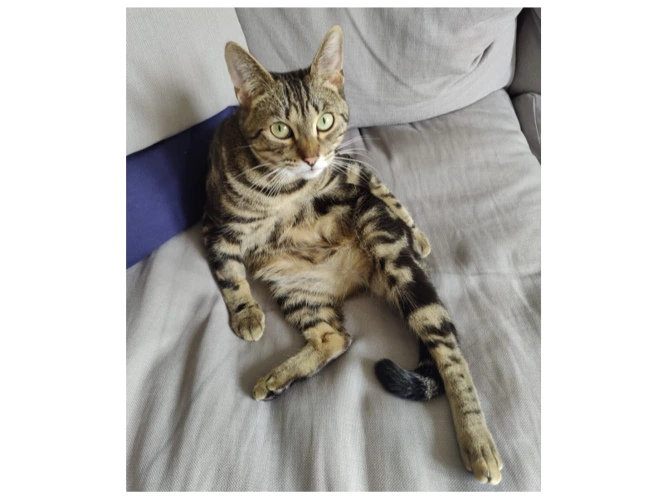 Milo