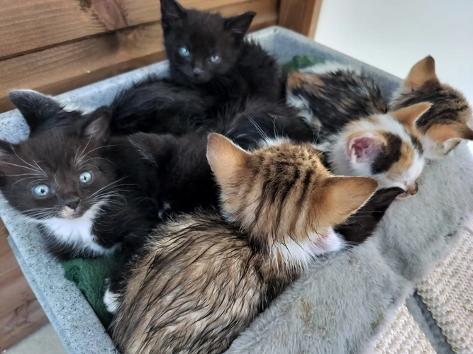 Eleanor, Bilbo, Pippin, Rosie, Gandalf & Ugy