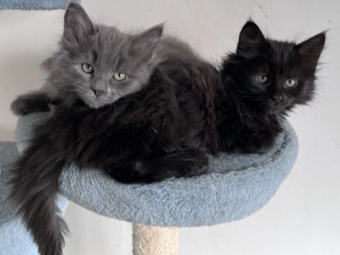 Bix & Maarve (SEE ALSO CLEM, CASSIAN & BAIL)