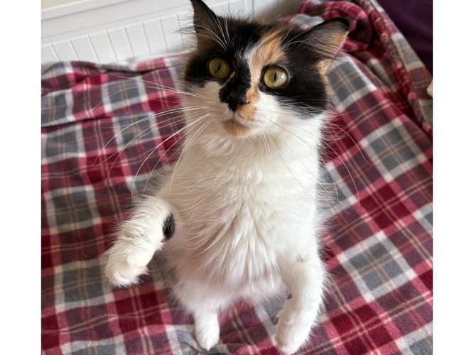 Tallulah