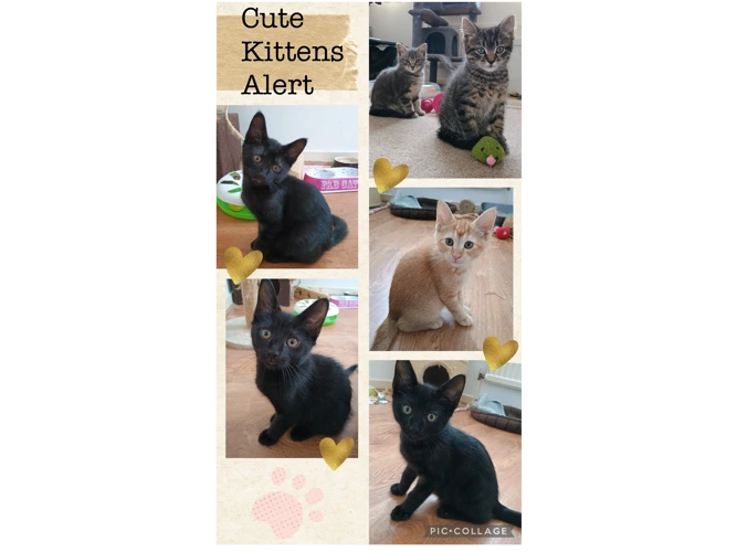 Kittens