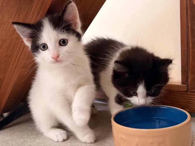 Milly and Molly