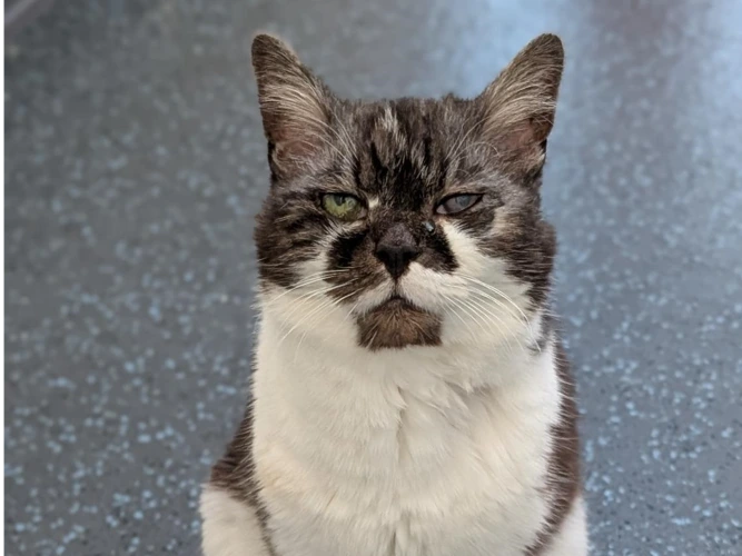 Suki