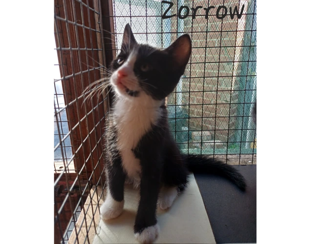 Zorrow