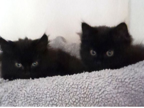 Evie & Emma (PAIR) — Domestic Cat