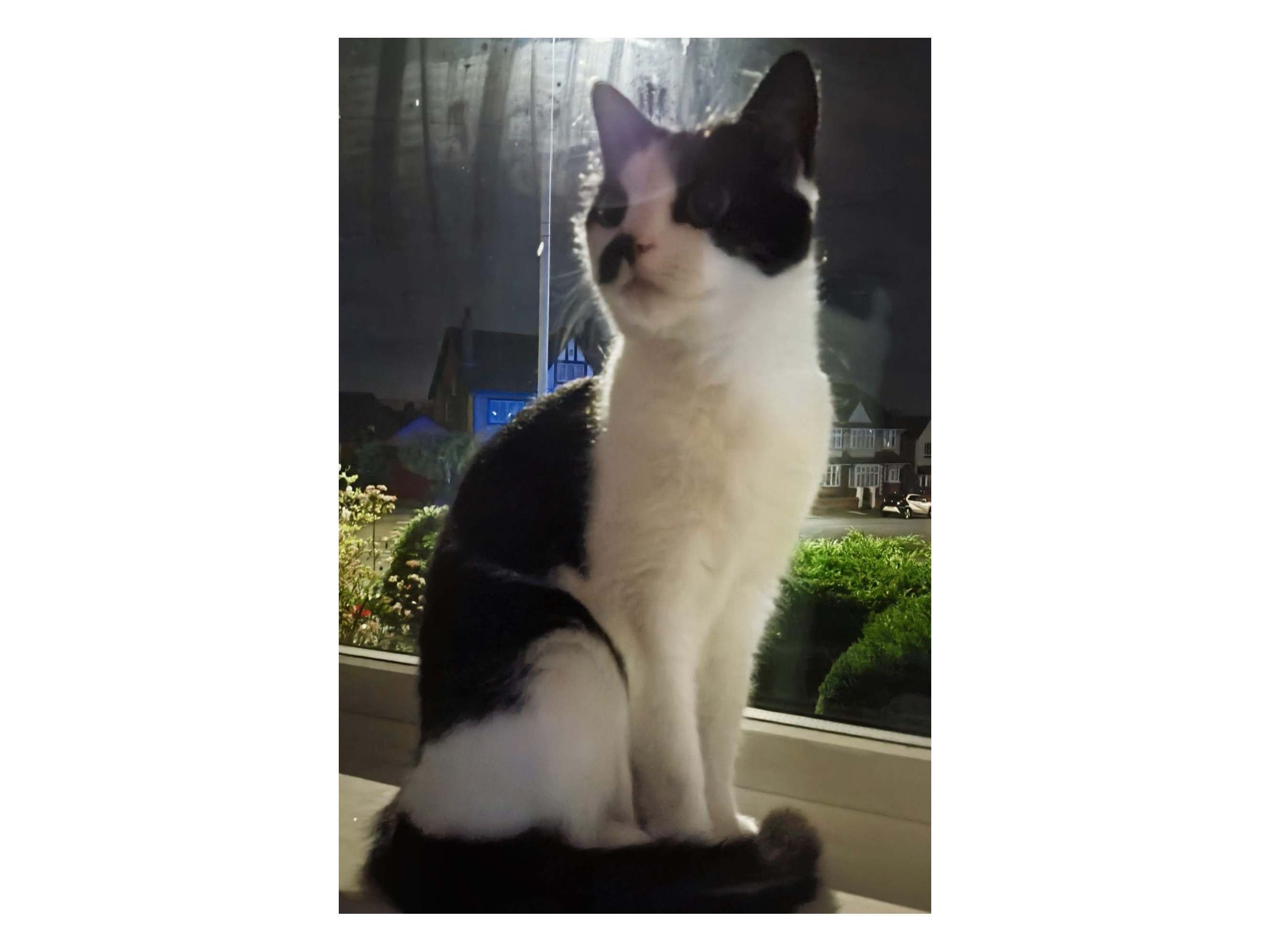 Ariana — Domestic Cat