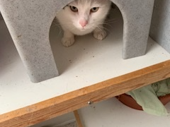 Roma — Domestic Cat