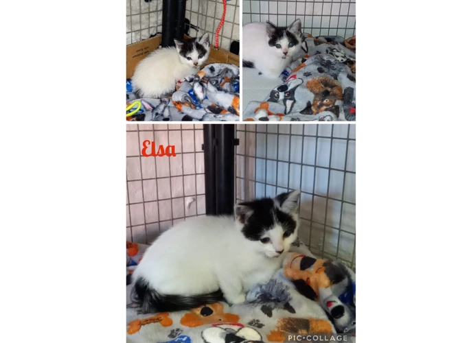 Kittens – “Frozen” – Elsa