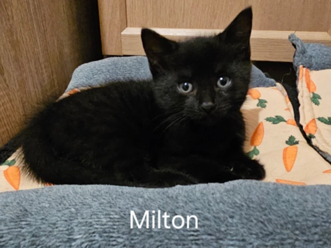Milton