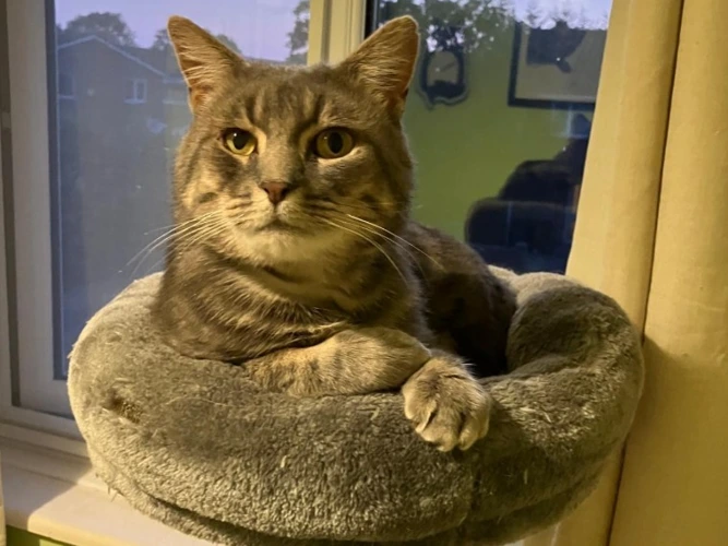 Hugo