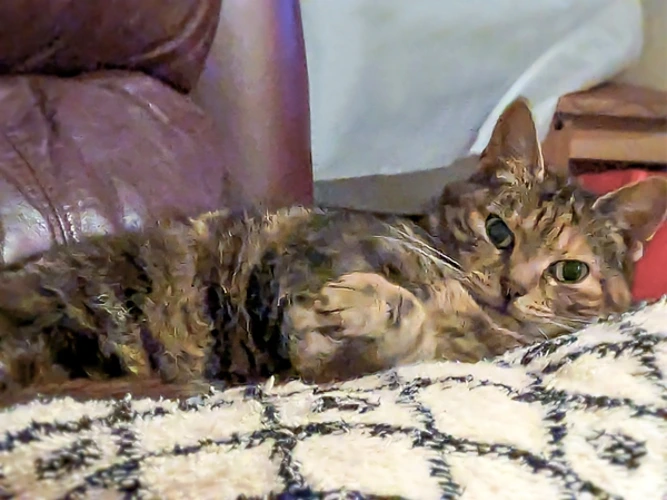 Penny