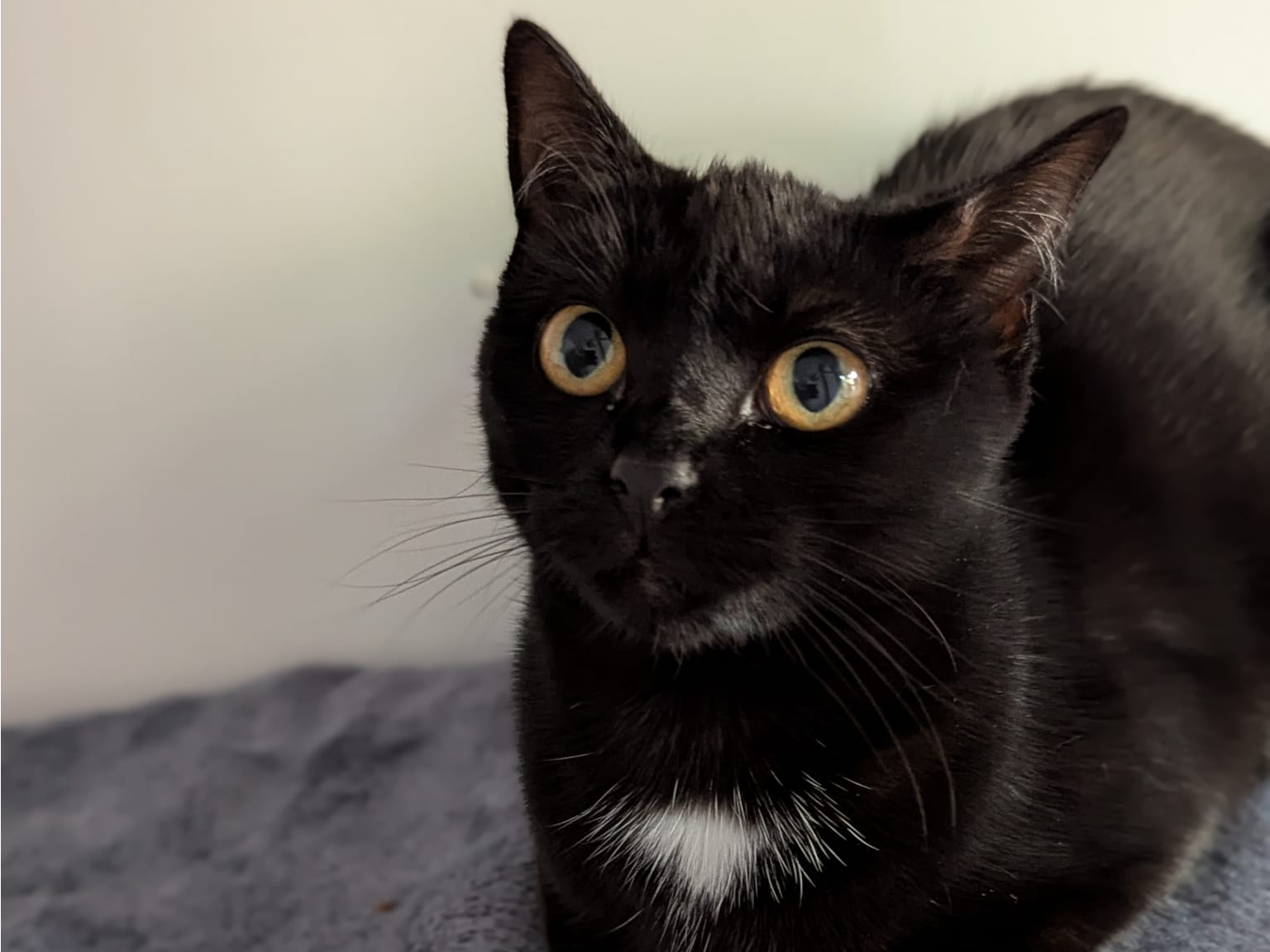 Akhira — Domestic Cat