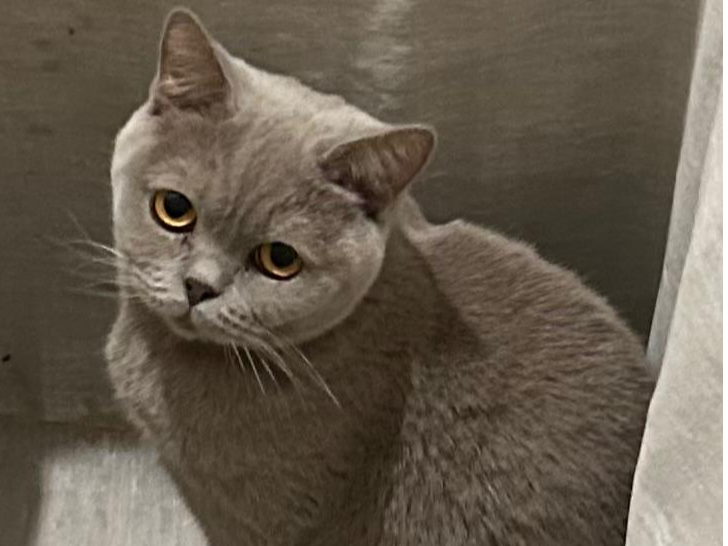 Pearl — Domestic Cat