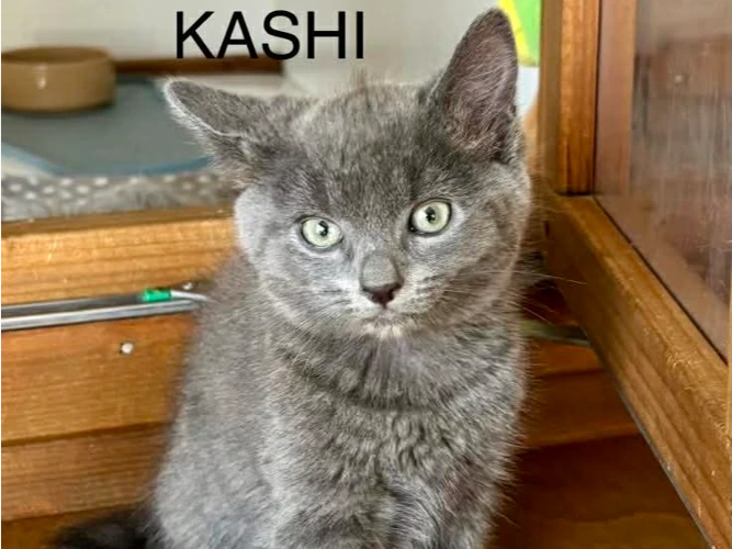 Zini, Tinka,Marik & Kashi