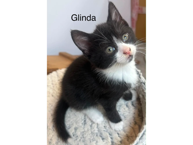 Glinda