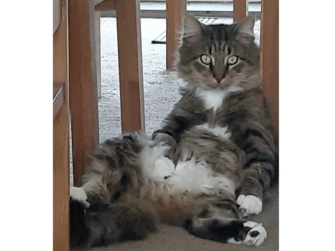 KEVIN