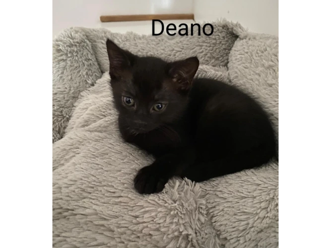 Deano