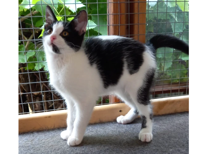 Kittens – Salt & Pepper