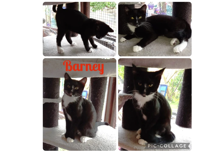 Kittens – Flintstones – Barney