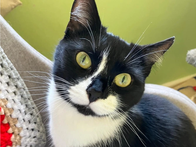 Suzi