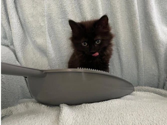 Kittens