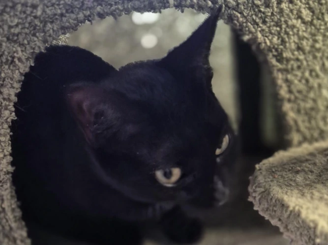 Ebony