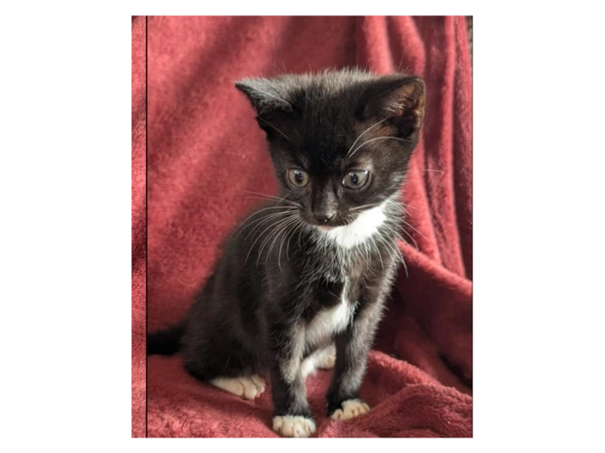 MIMI