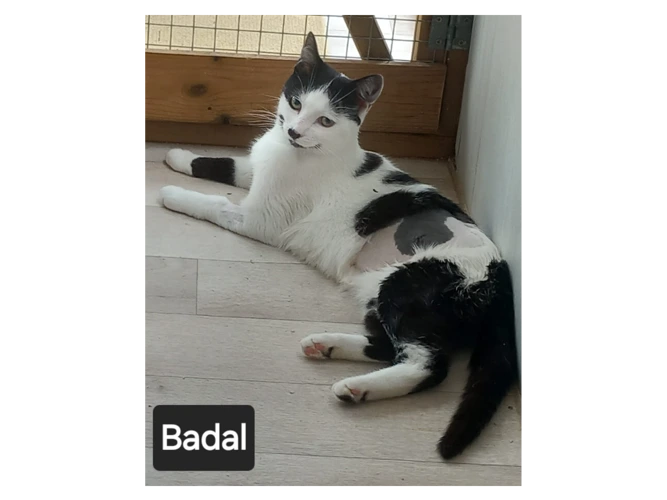 Badal