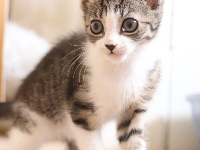 Hazel