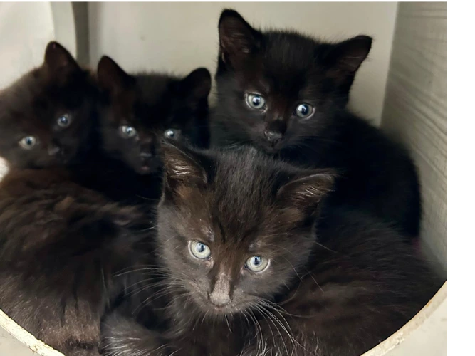 Black Kittens