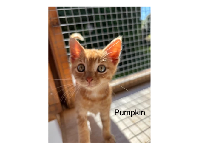Pumpkin