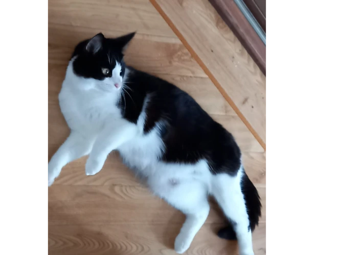 Molly