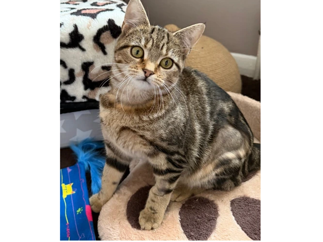 Molly