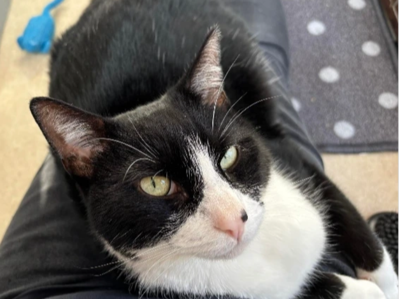 Kristoff the Gosport Cat — Domestic Cat