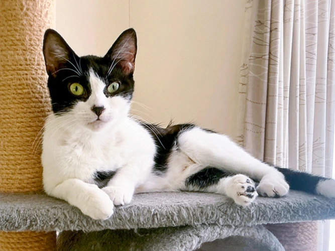 Bella