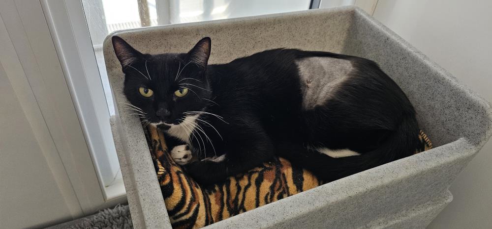 Martha — Domestic Cat