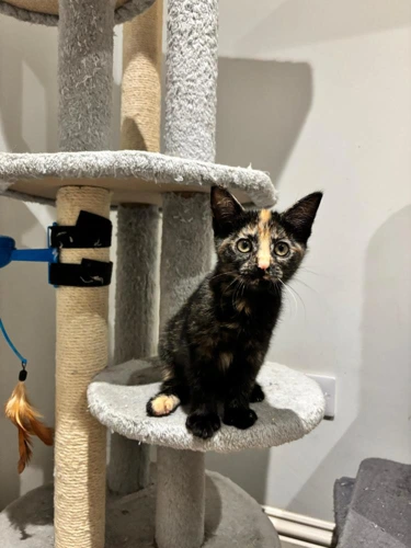 Molly Peach