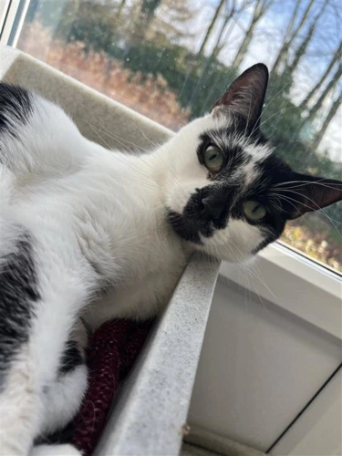 Loki