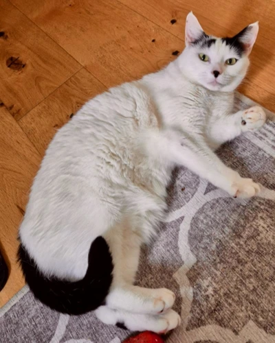 Smudge