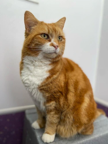 Simba 2