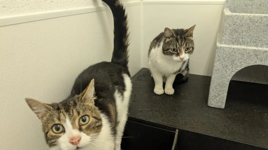 Santino & Cosmo
