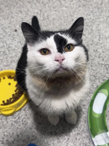 Oreo FIV