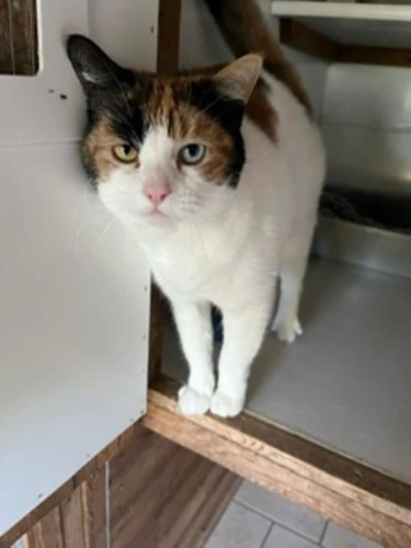 Mabel