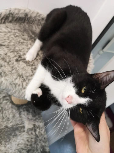 BonBon