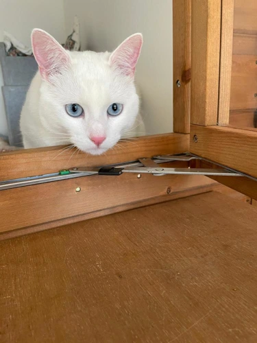 Nala