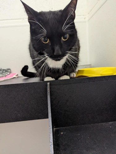 Milo