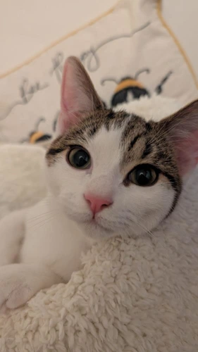 Taz
