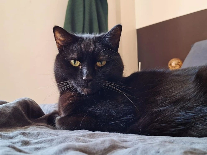 Orla