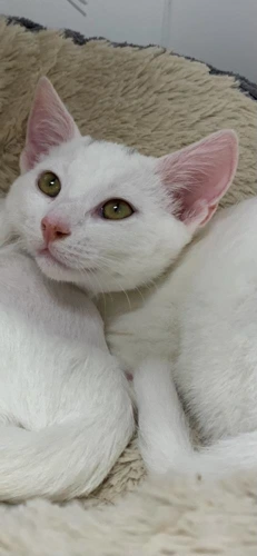 Lupin